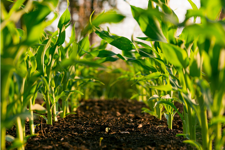 涝渍土壤对玉米生长的影响